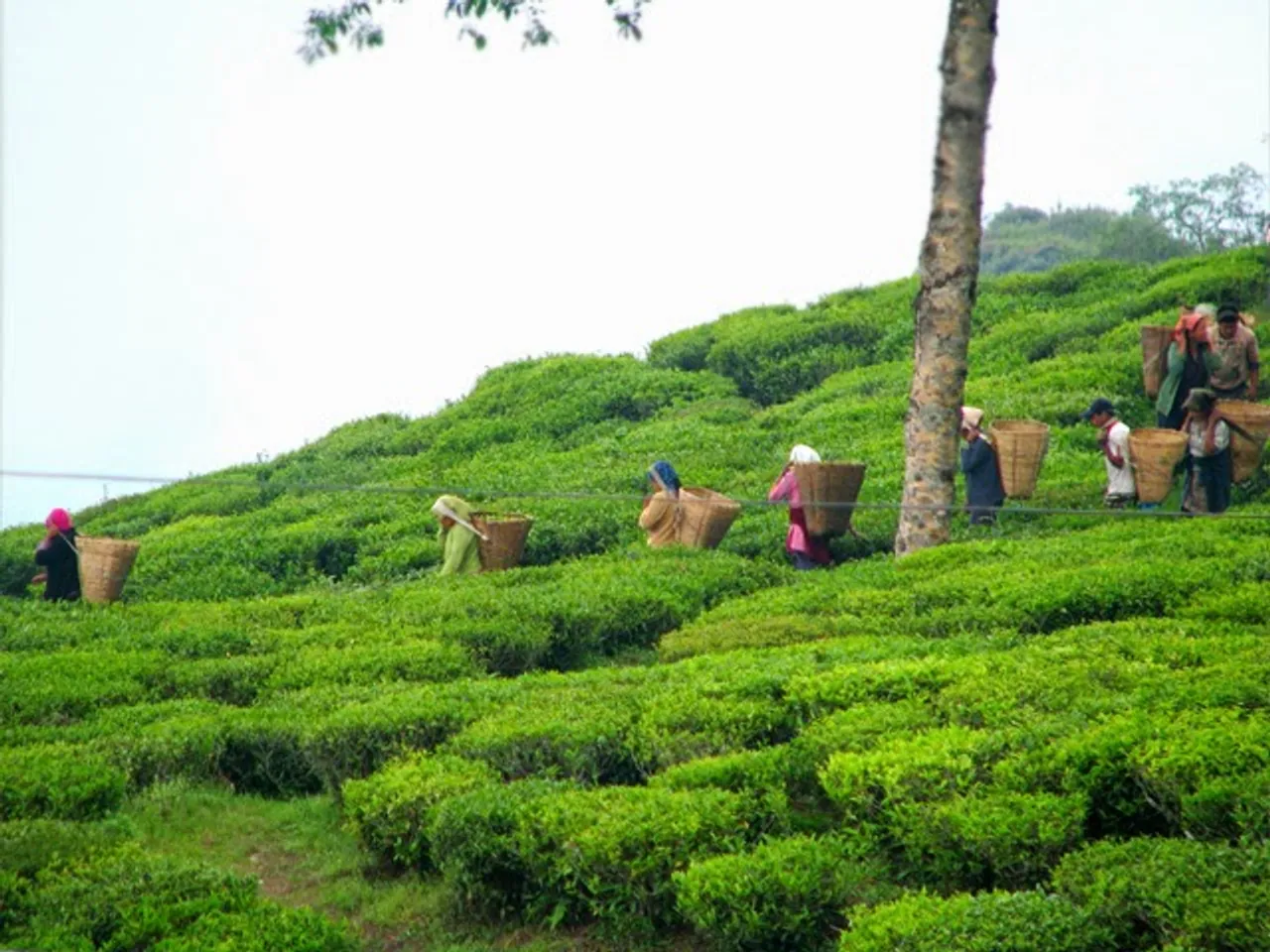 With Women Owning Land Patriarchy Is Being Challenged in Nagaland