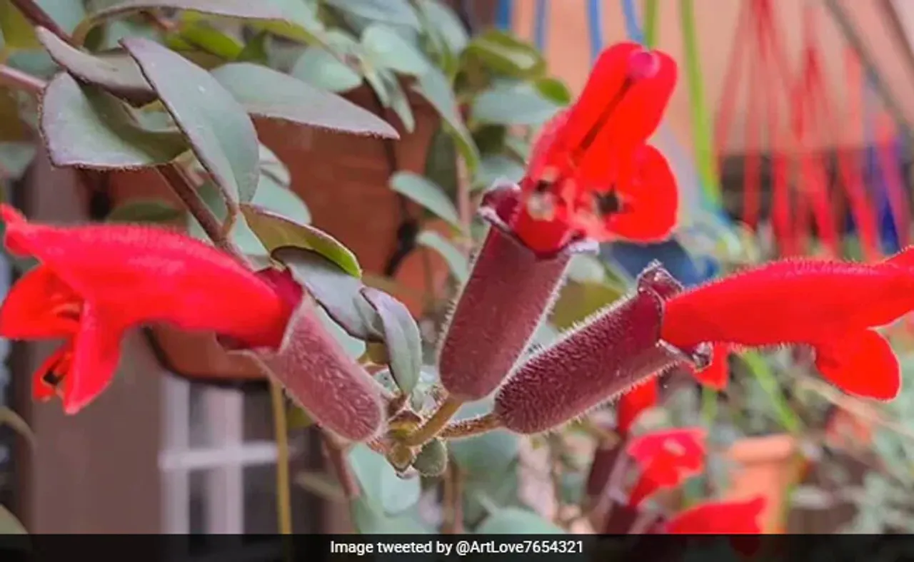 Lipstick plant