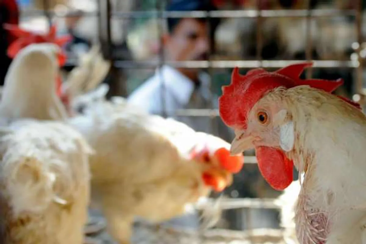 Here's What You Need To Know About The Bird Flu Outbreak In India