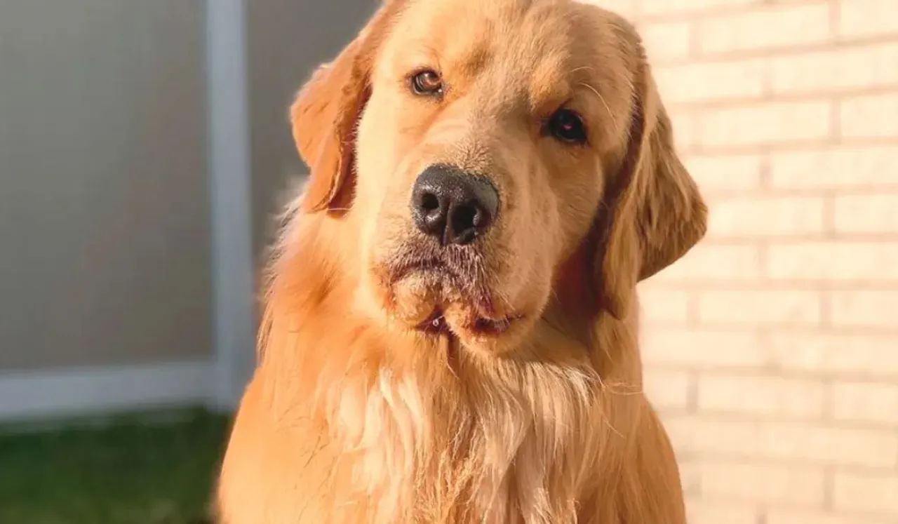 Golden Retriever Earns Millions