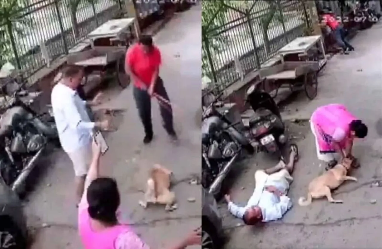 man beats dog