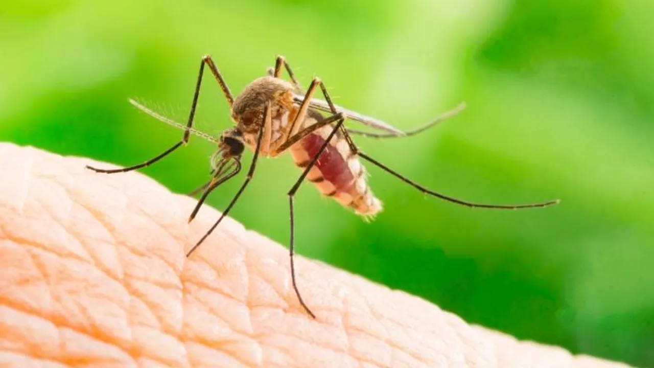 Zika Virus Cases On A Spike In Kerala, 5 Fresh Cases Identified