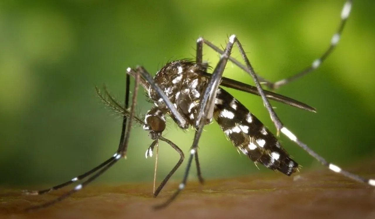 Karnataka Girl Tested Zika Virus Positive