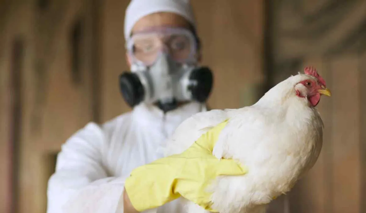 What Is H3N8 Flu, FAQs About Bird Flu