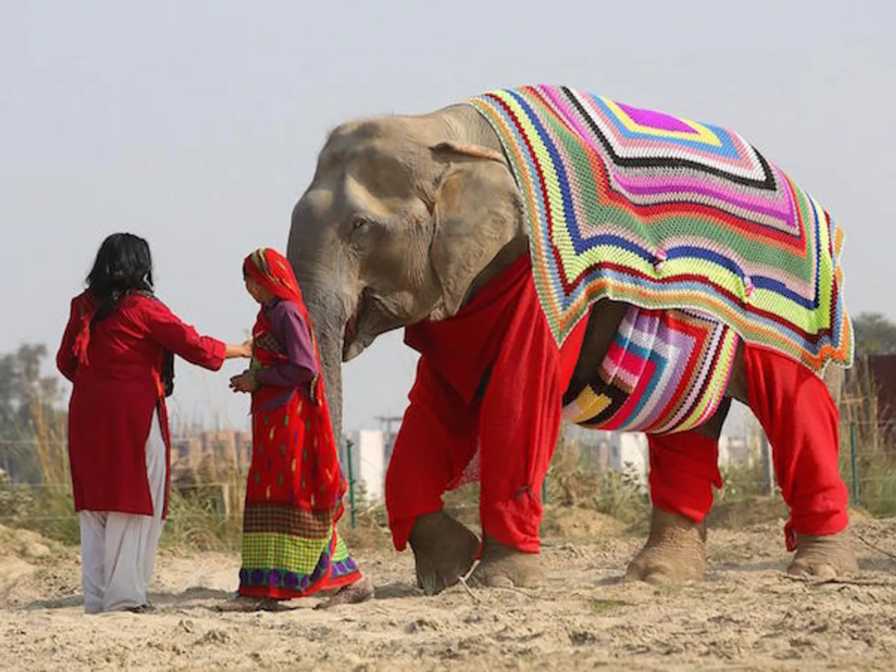 Elephants wear woollen jumpers