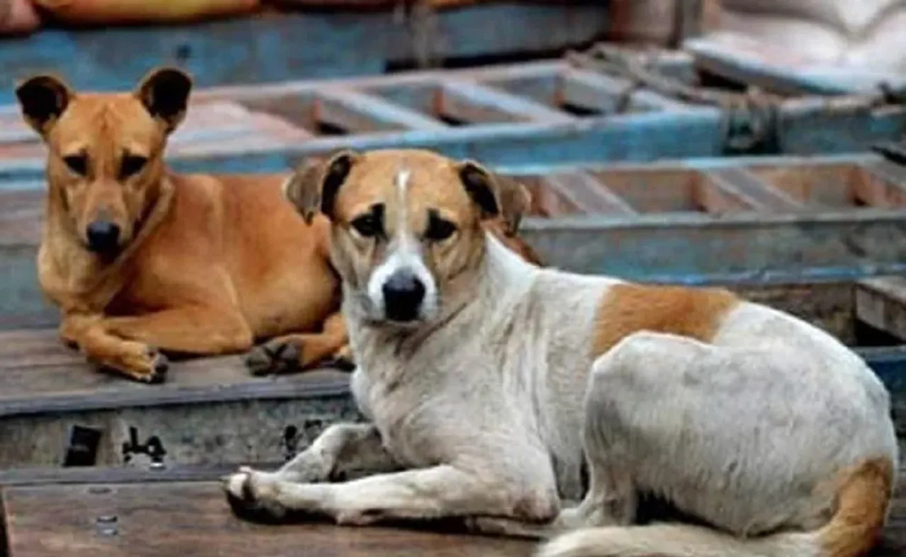 Boy Dies In Stray Dogs Attack, Grandfather Saves Girl From Stray Dog