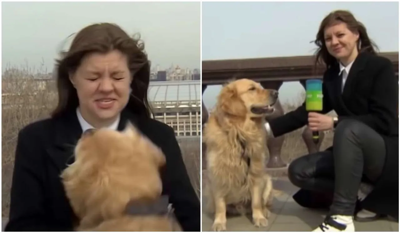 dog steals microphone