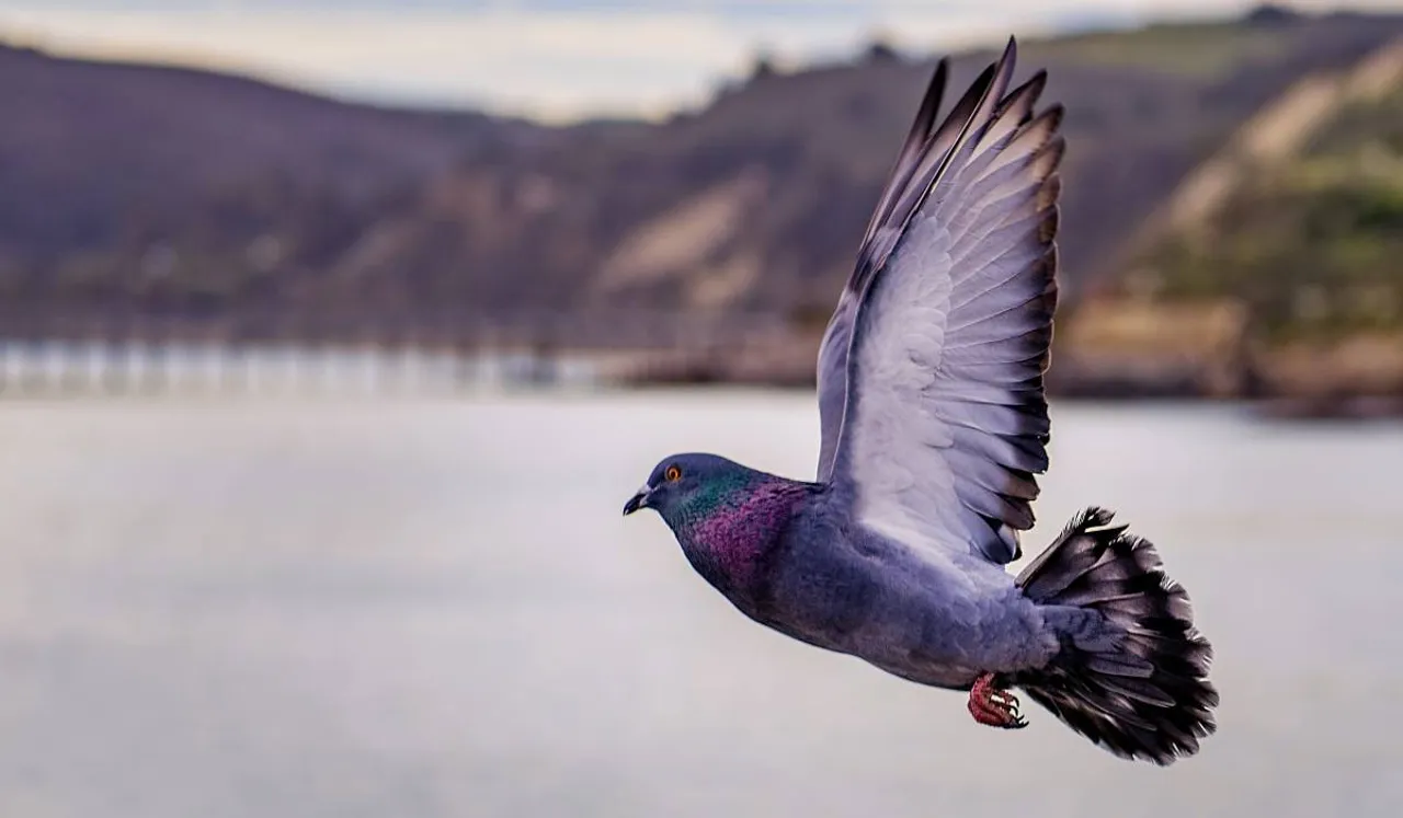 New Year Resolution 2023,Natasha Mudhar, Australia Pigeon Racing US