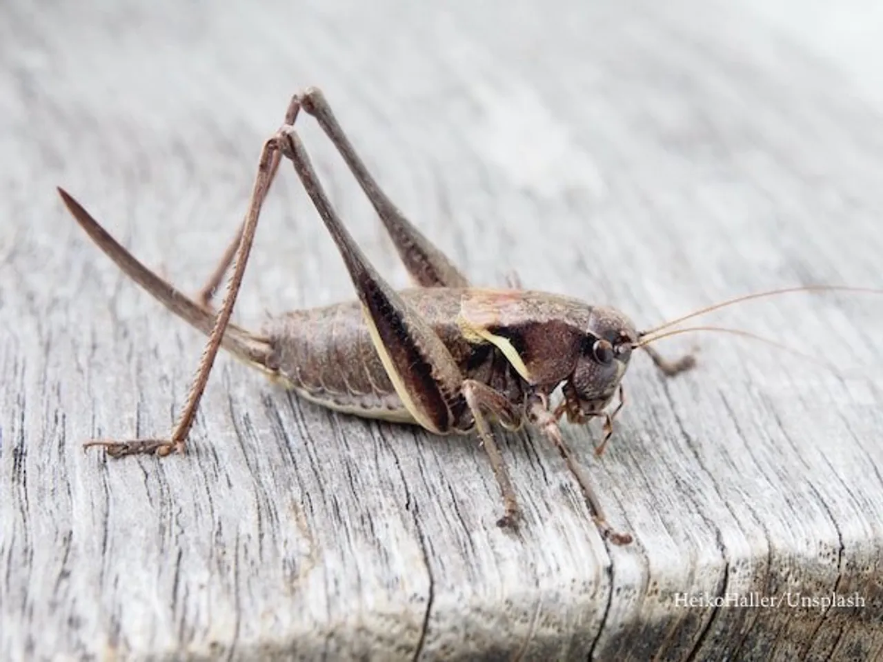 I Researched The Desert Locust...Believe What You See