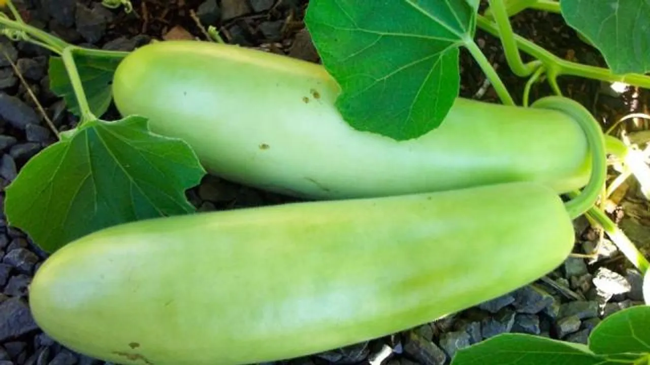 Bottle Gourd,