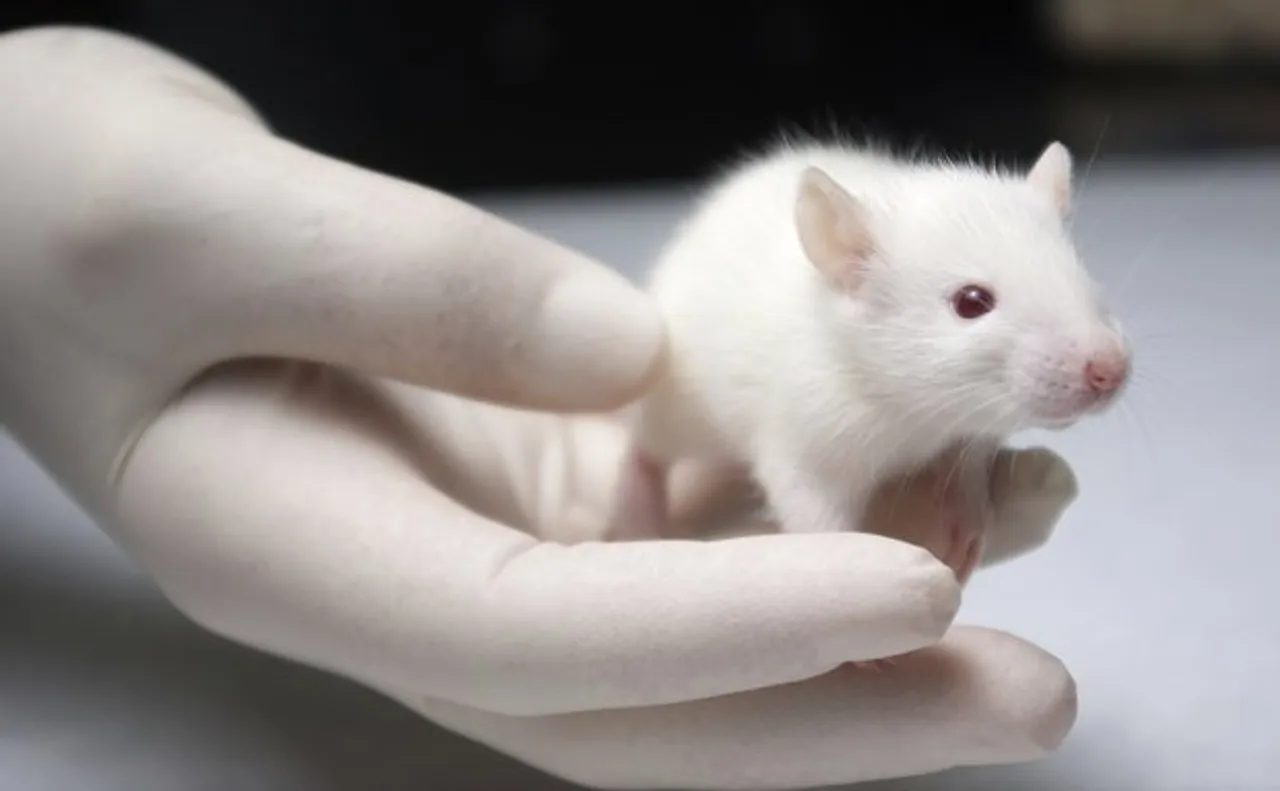 Clinical Trials on Male Animals