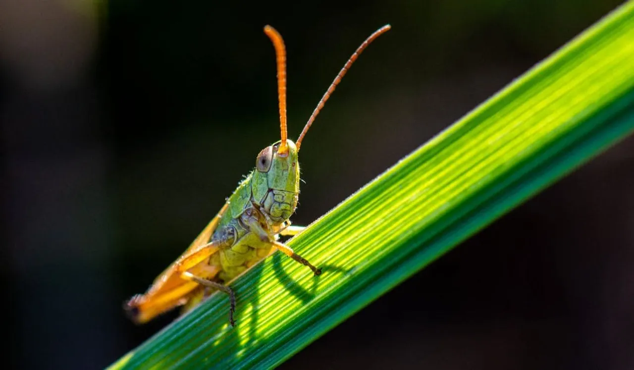 Quiet, Please! Human Noise Interferes With The Sex Lives Of Grasshoppers