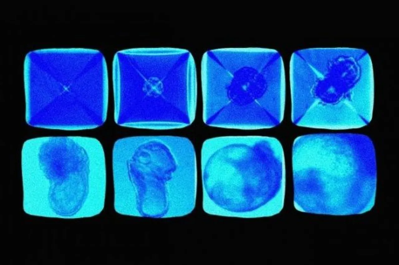 World’s First Synthetic Embryo: This Research Is More Important Than You Think