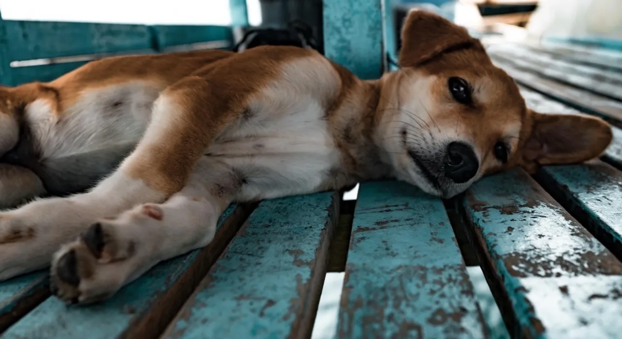 A puppy lying on a bench. Photo by jesse schoff