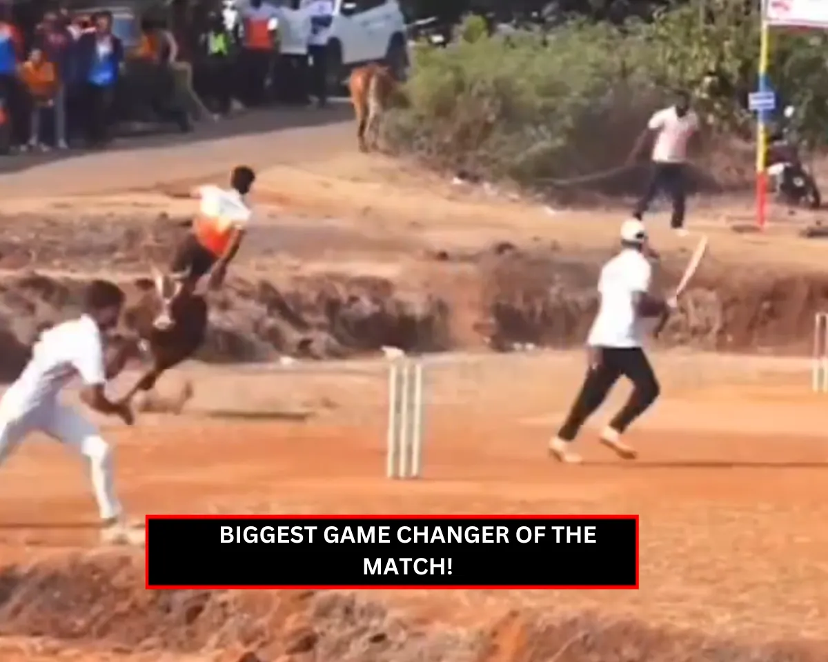 WATCH: Raging bull interrupt a local cricket match, check out what happened next