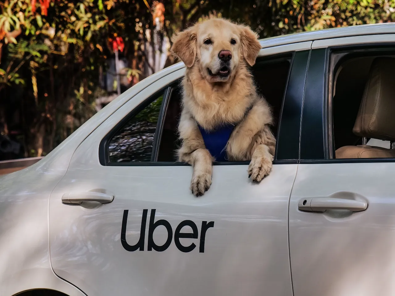 Uber Pet Expands to Delhi and Mumbai for Pet-Friendly Rides