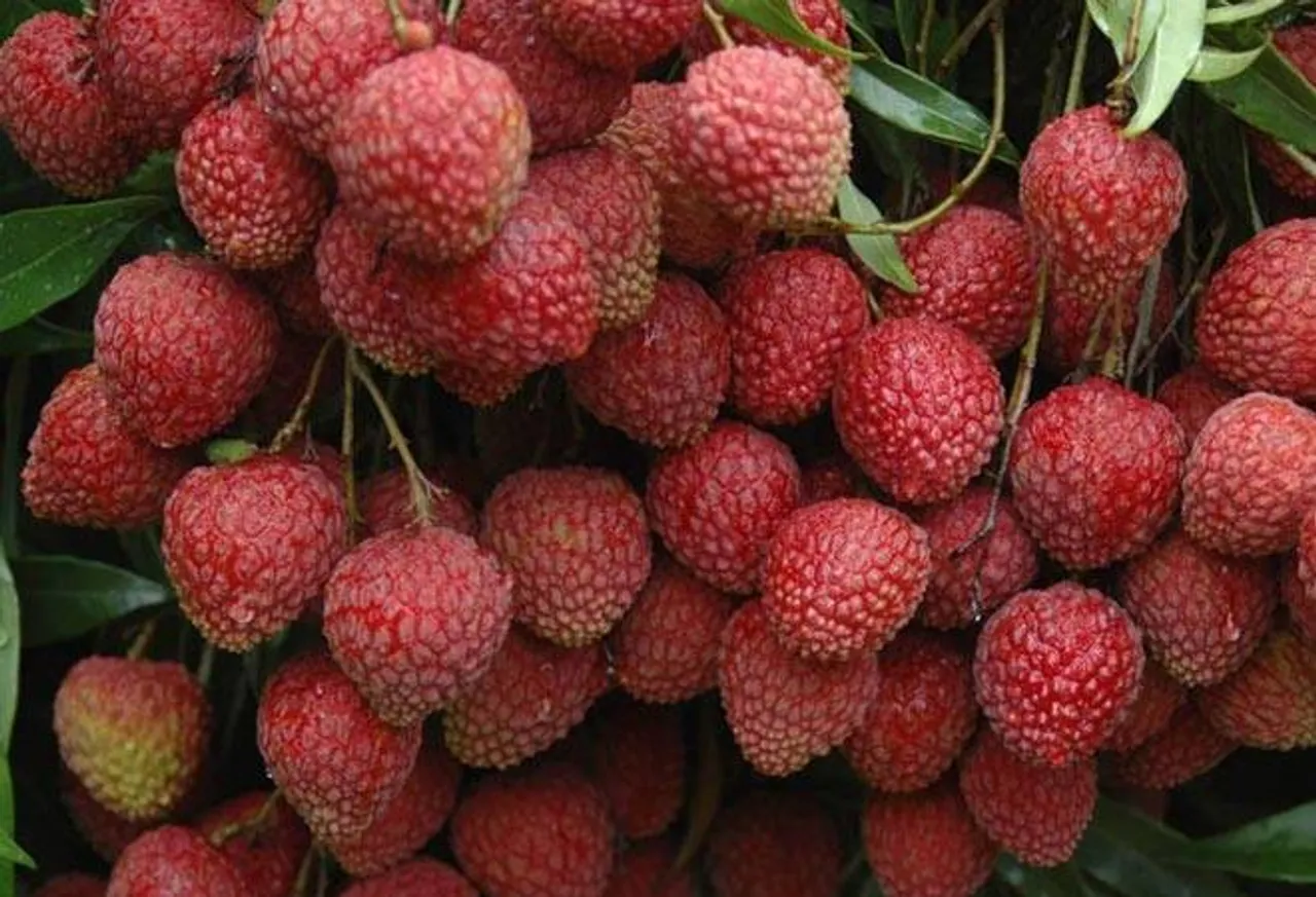 Bihar, Shahi Litchi, Agriculture, Georaphical Indication, GI, Exclusive Brand