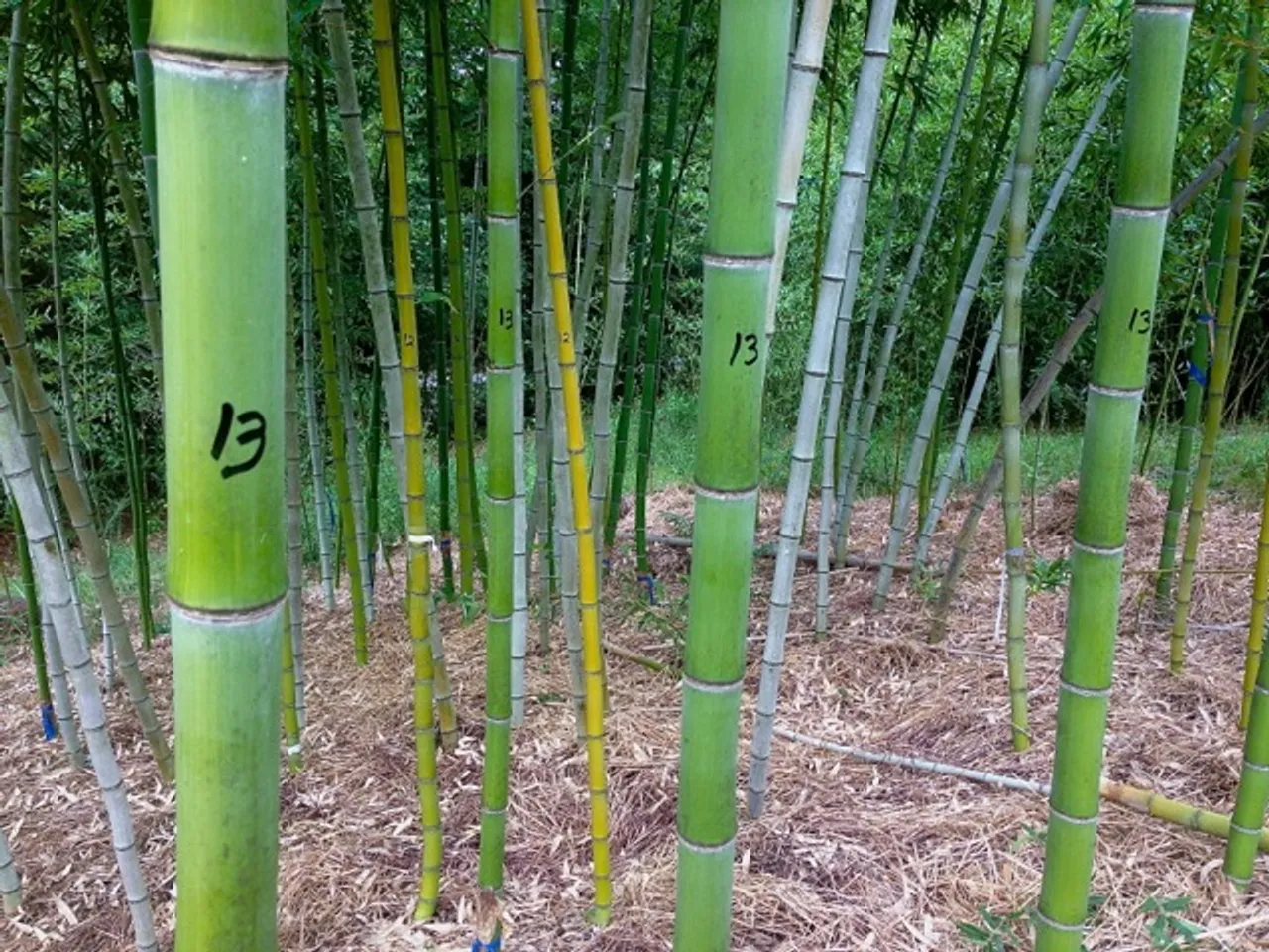 bamboo farming