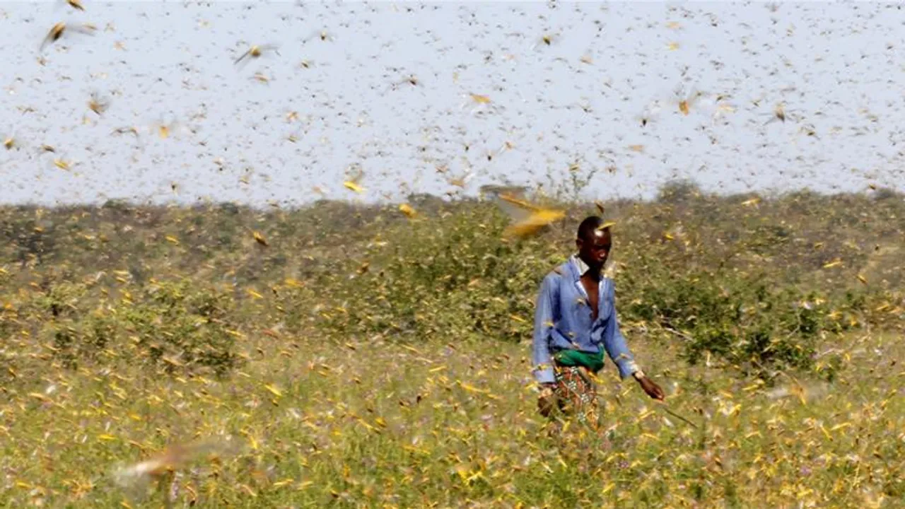 Grasshopper plague, East Africa
