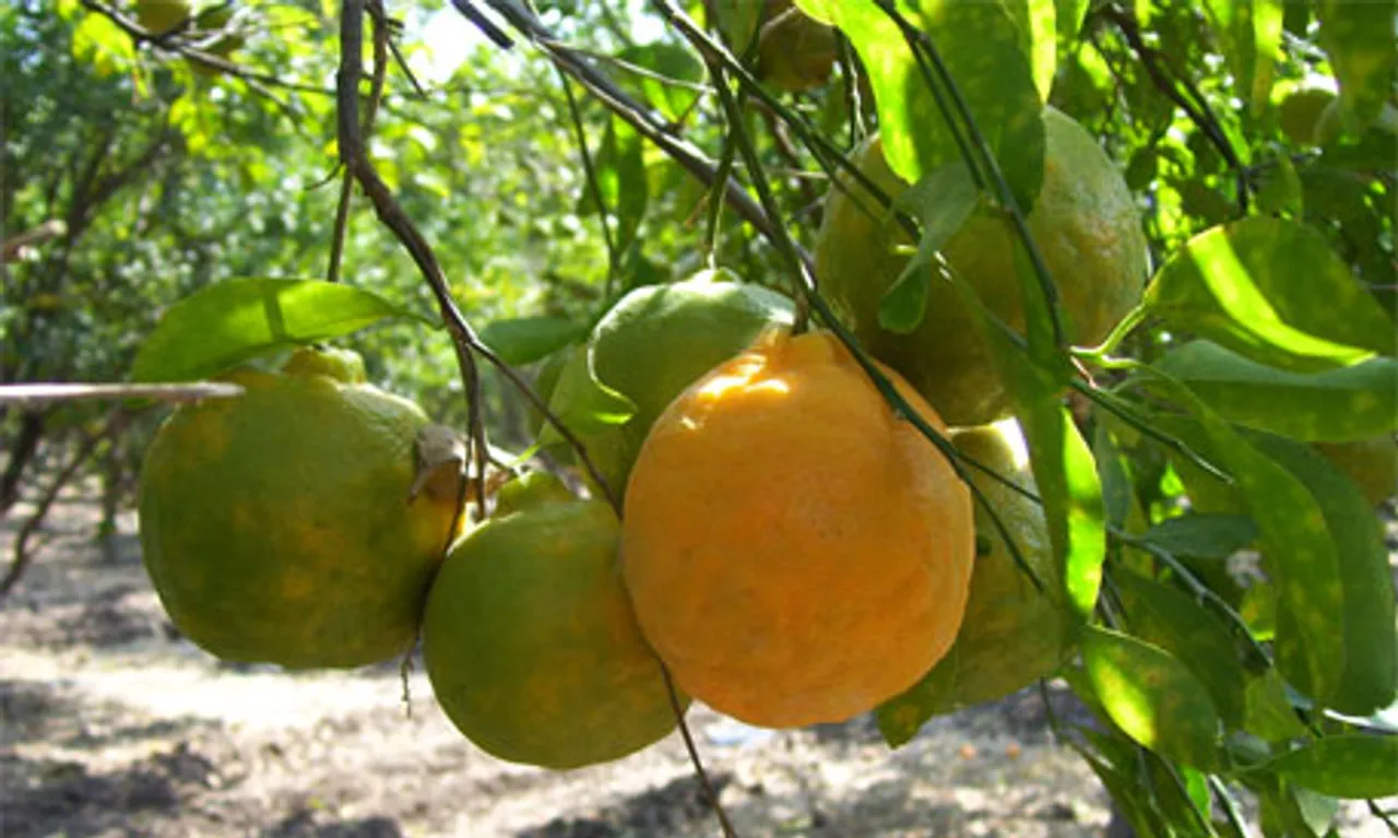 First Consignment of Nagpur Orange Flagged Off to Dubai