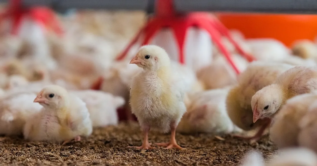 Poultry Farm, Avian Flu