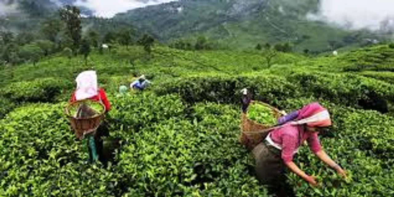 Tea Production, tea Industry