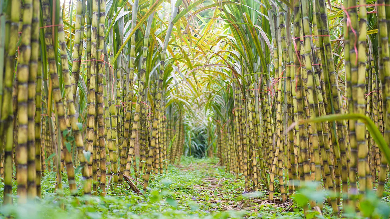 Sugarcane Farming, SMESTreet