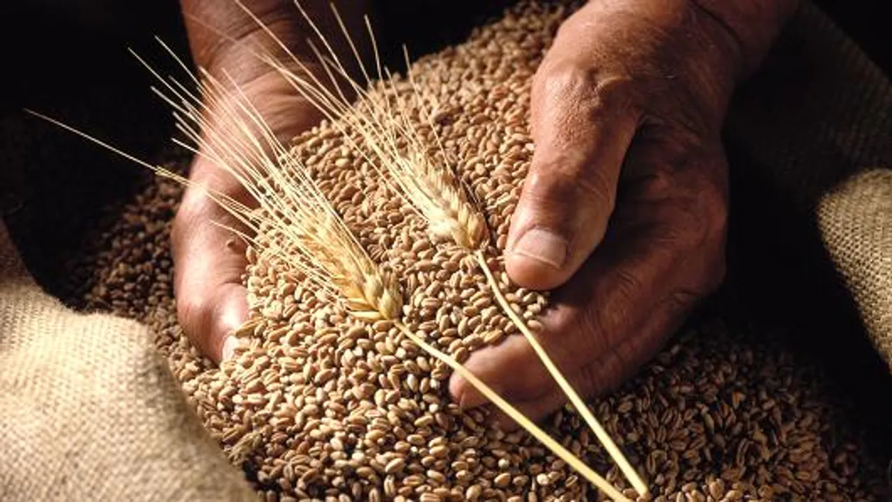 Wheat Exports Registration Process Gets More Stringent