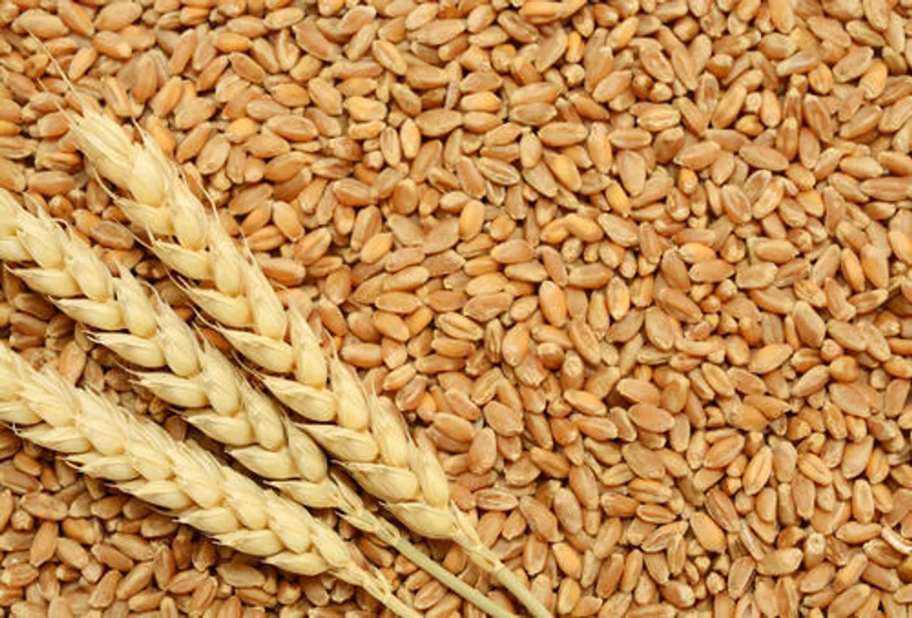 Wheat And Rice Yield Attains A Record Apex, Worries Over Stockpile