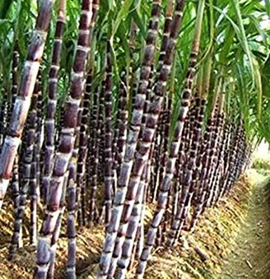 Sugarcane, UP Sugar Mills
