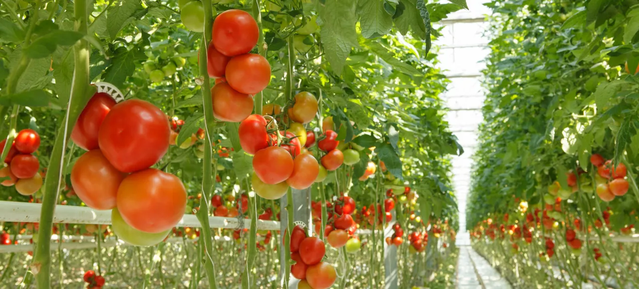 Hydroponic Farms