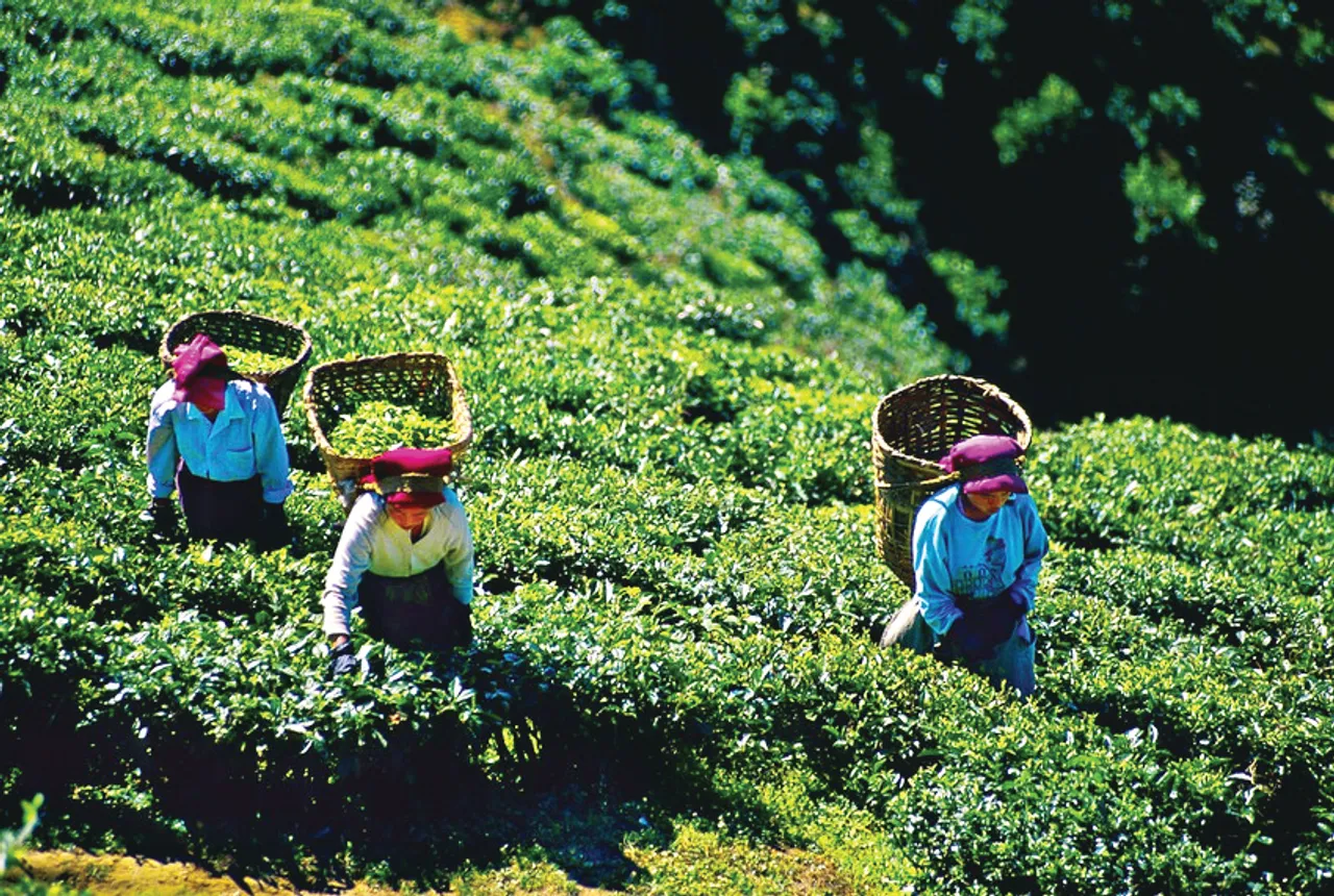 Tea Board, China india