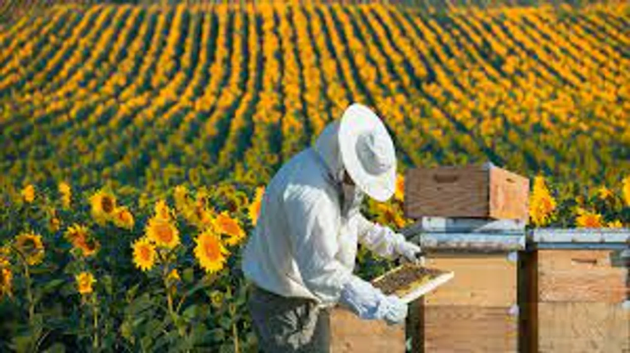Honey Value Chain, Beekeeping,