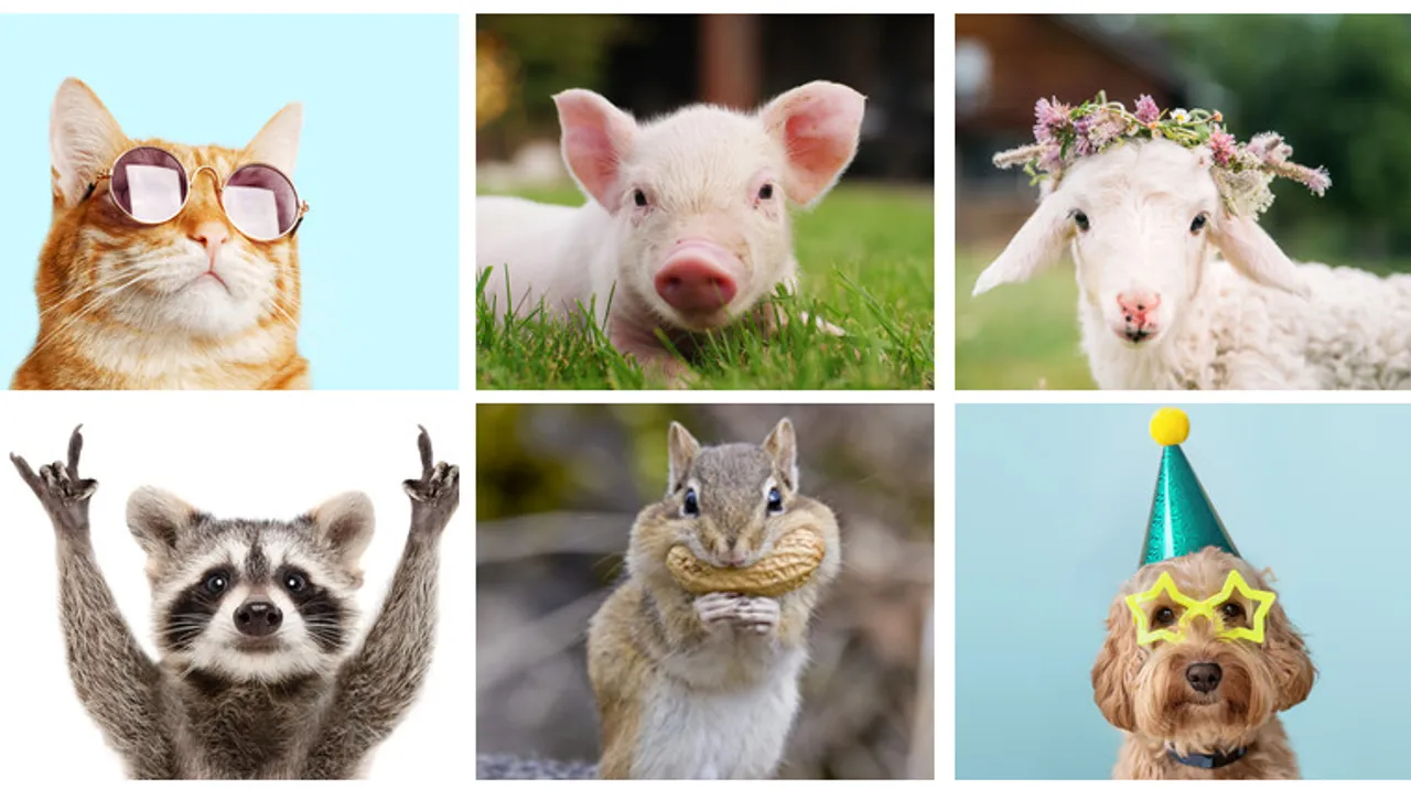 Brighten up your mood with these adorable animal videos