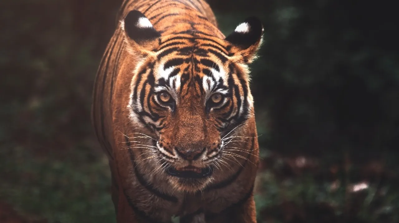 These Wildlife Photographers capture Tigers in all their fierceness