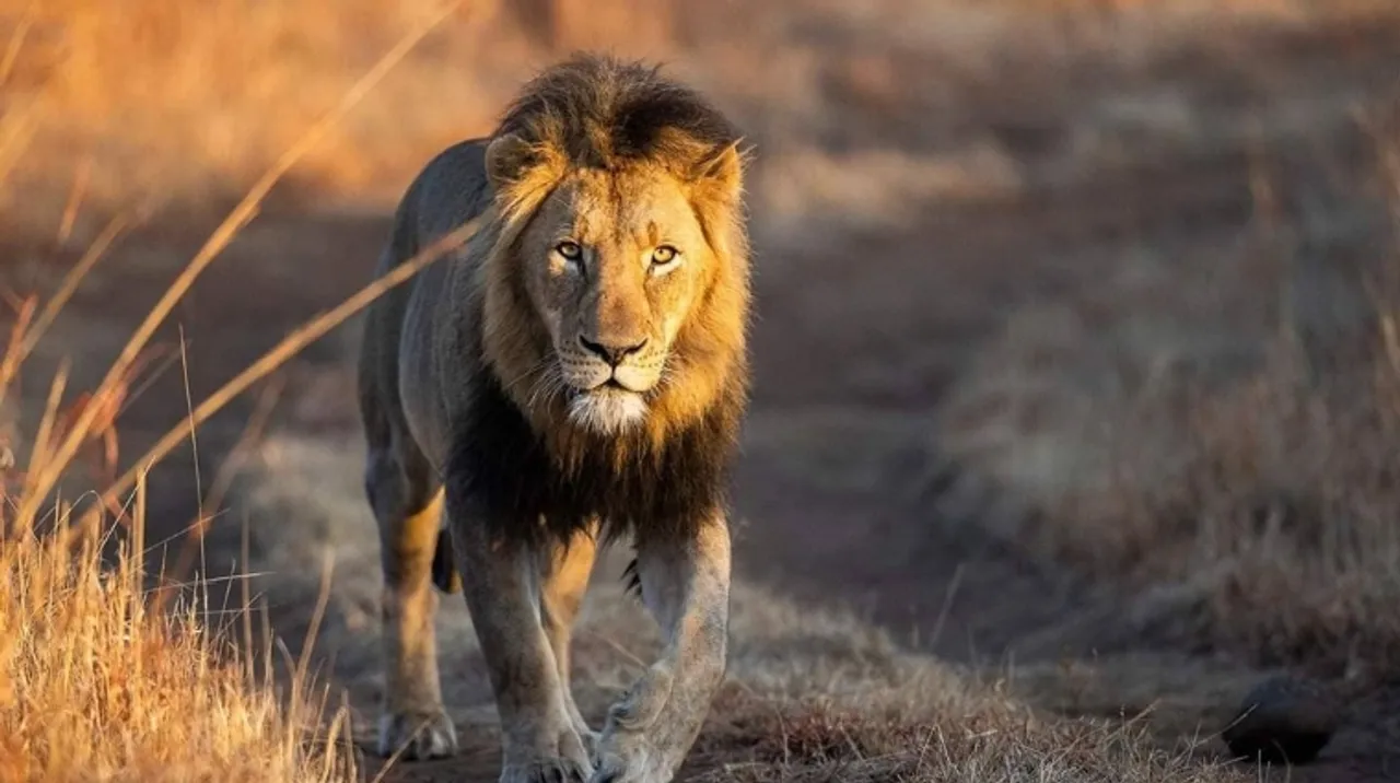 documentaries based on lions
