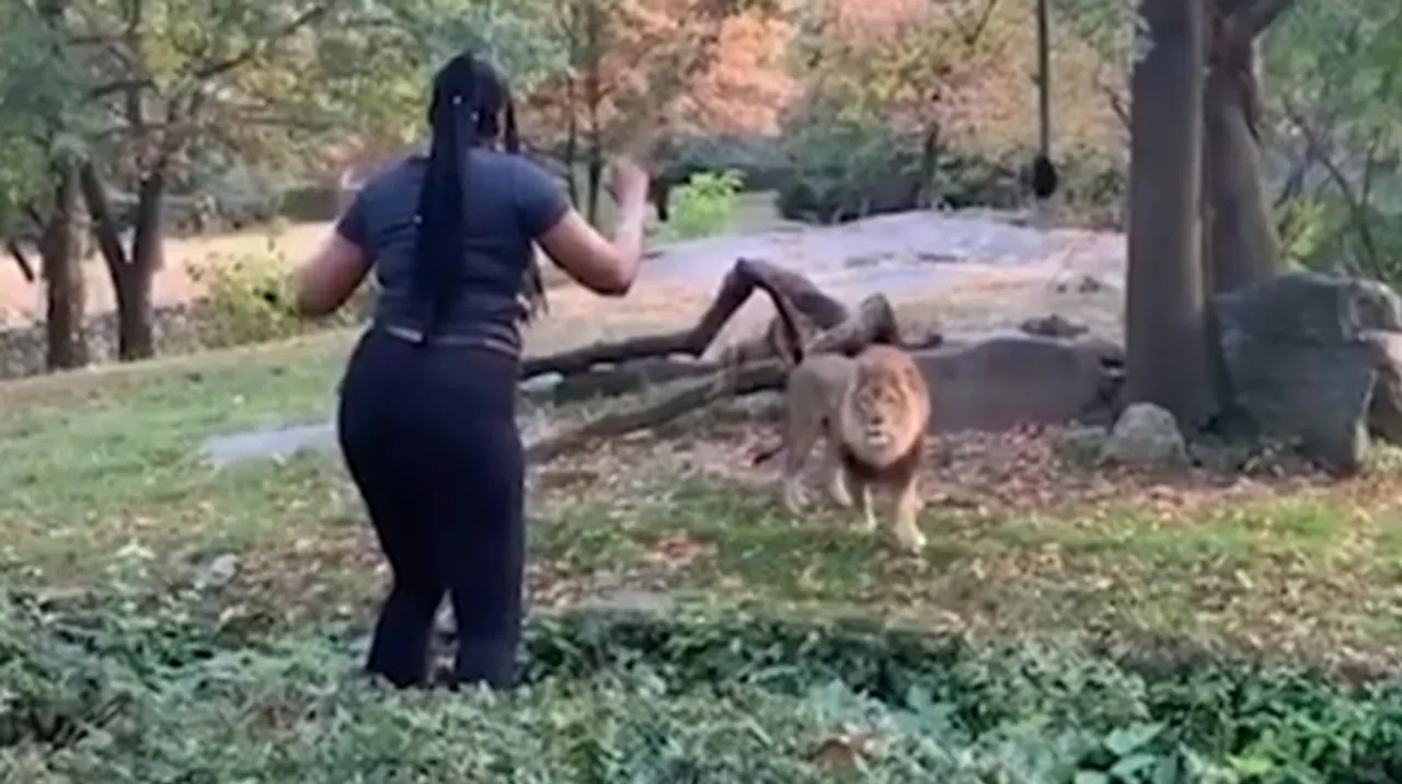 Woman Jumps Into A Lion's Cage And Netizens Are Shocked