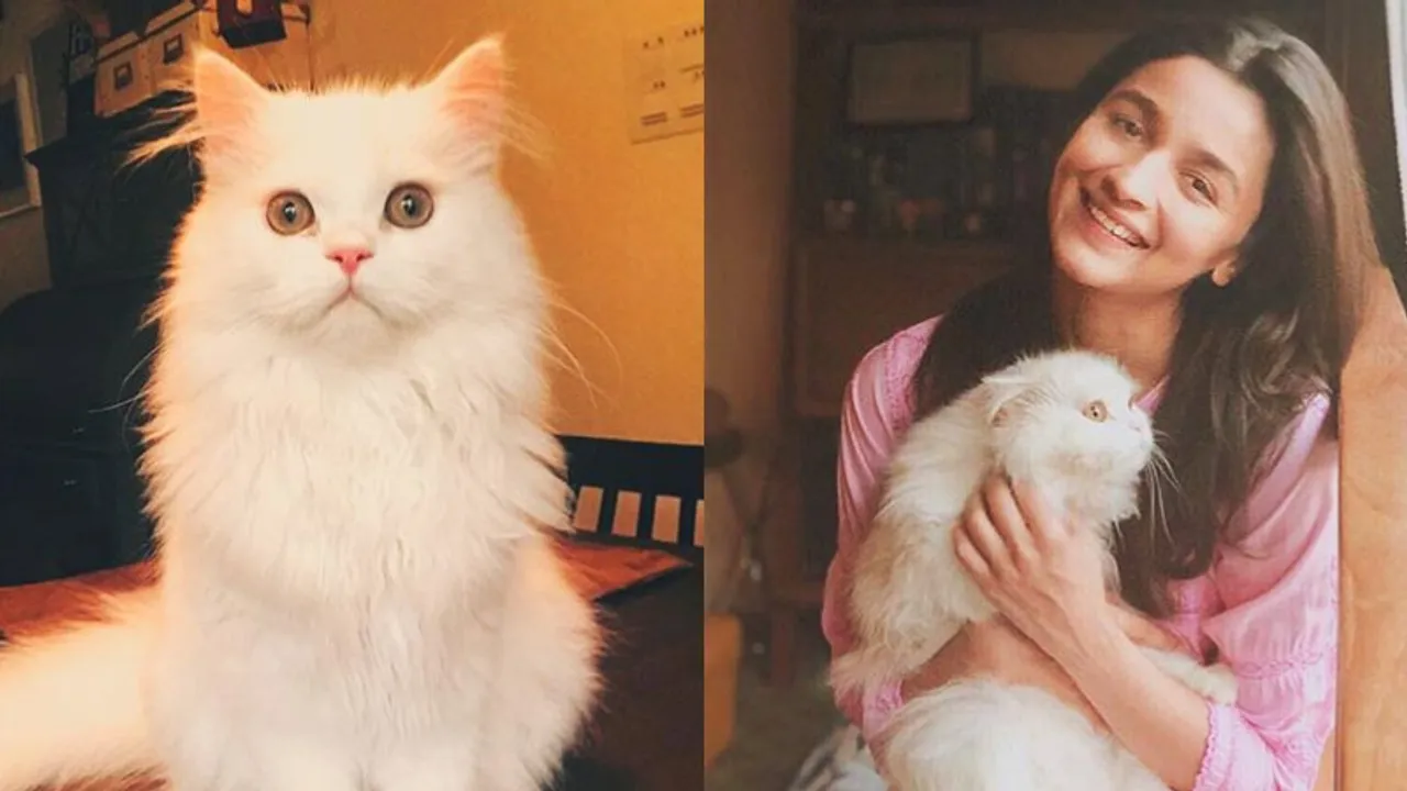 cat obsessed Alia Bhatt