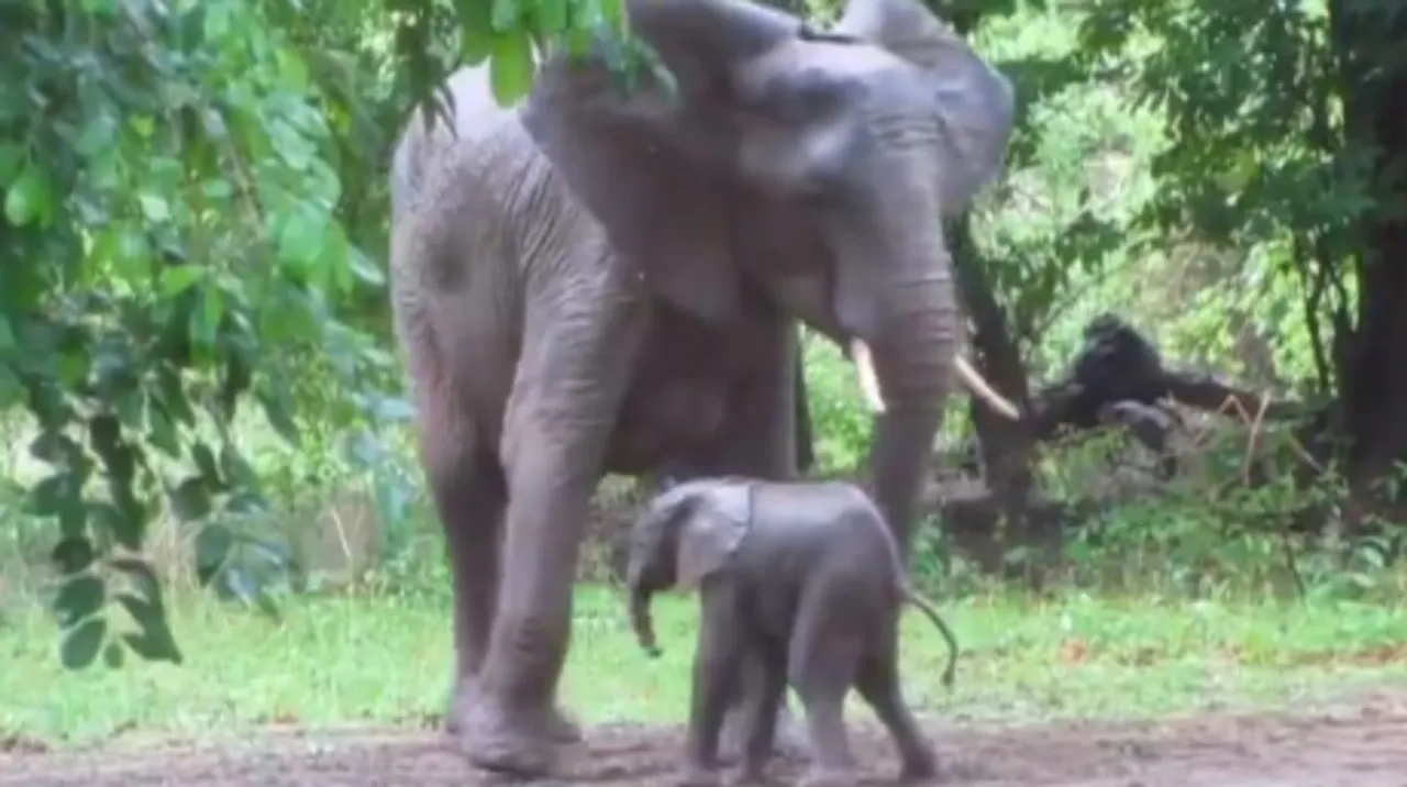 An adorable newborn elephant tries to take its first steps in this viral video