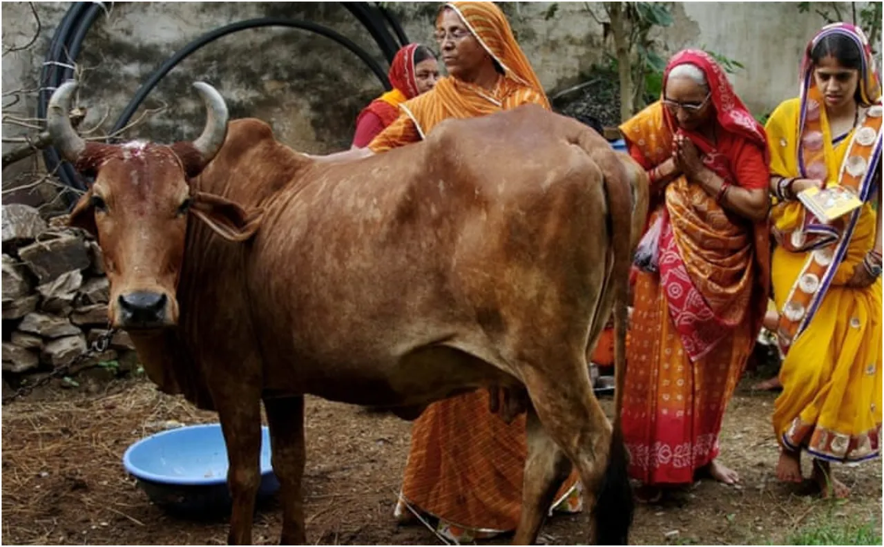 Hindu Mahasabha to cure to the deadly Coronavirus with Cow-dung and Cow-piss?