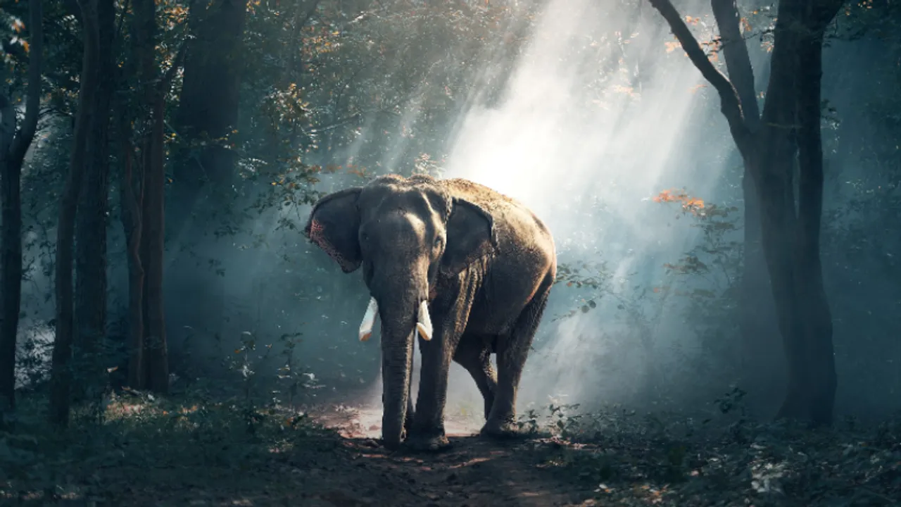 Interesting Facts On Elephants On Elephant Appreciation Day