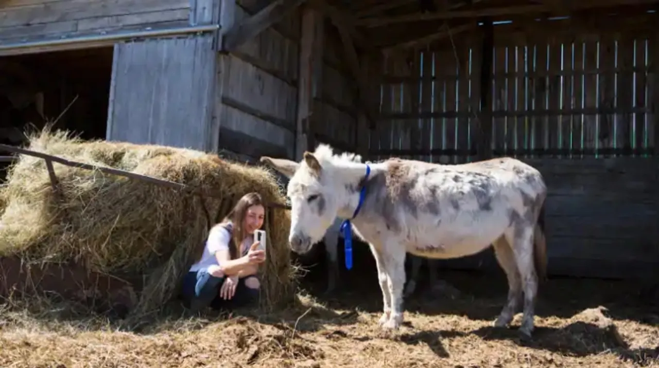 Bored of Zoom Meetings? Hire Buckwheat - the donkey to crash them