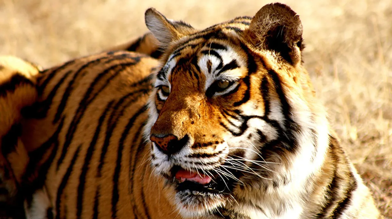 Indian Tiger Statistics 2019