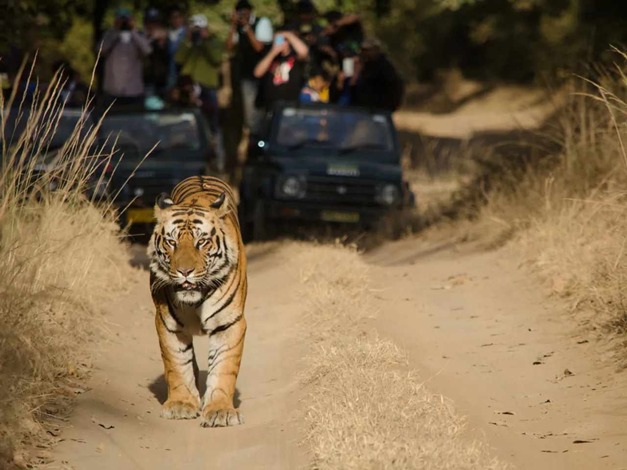 Micromax Bangladesh lets out a #RoarForHelp