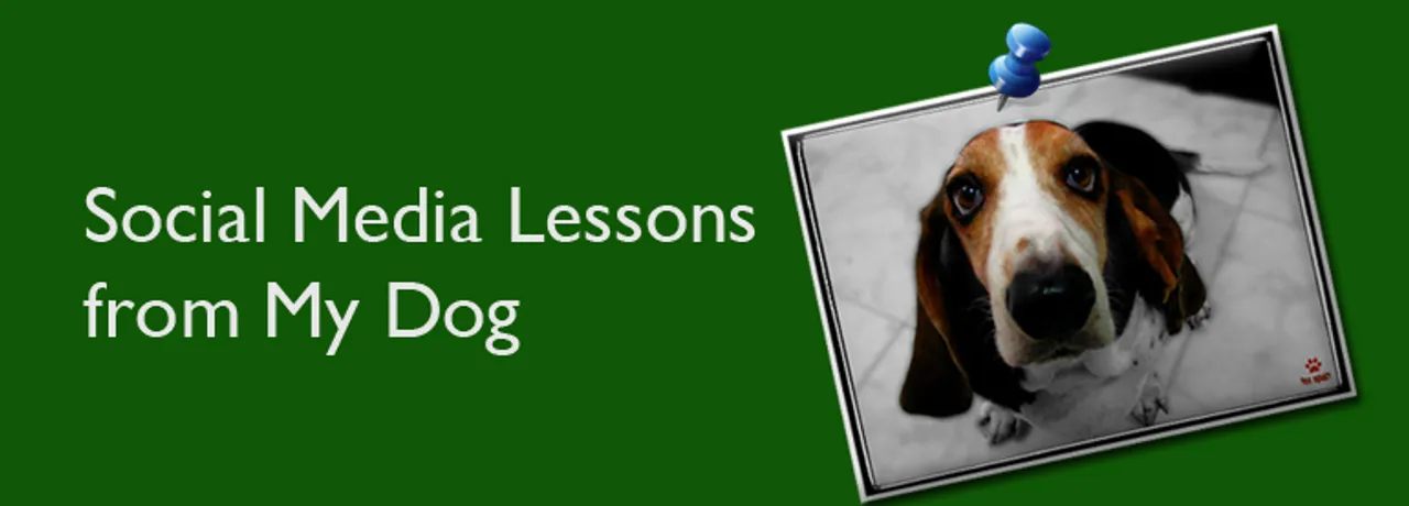 7 Social Media Lessons You Can Learn From a Dog 