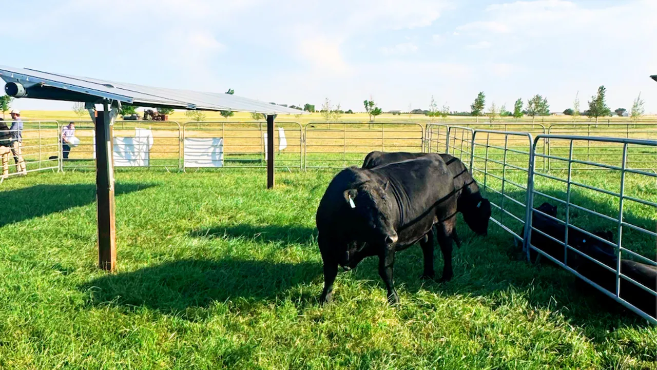 The new AFBF policy supports agrivoltaic projects with grazing, pollinator habitats, and crop co-location on farmland. 