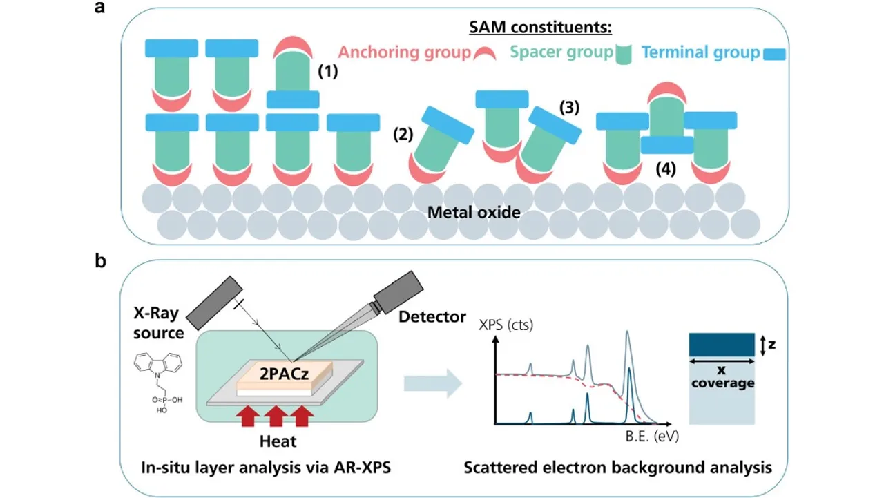 Self-Assembled Monolayers optimization through annealing increases perovskite/PV cell efficiency by 1.3%, with a device nearing 30% PCE. 