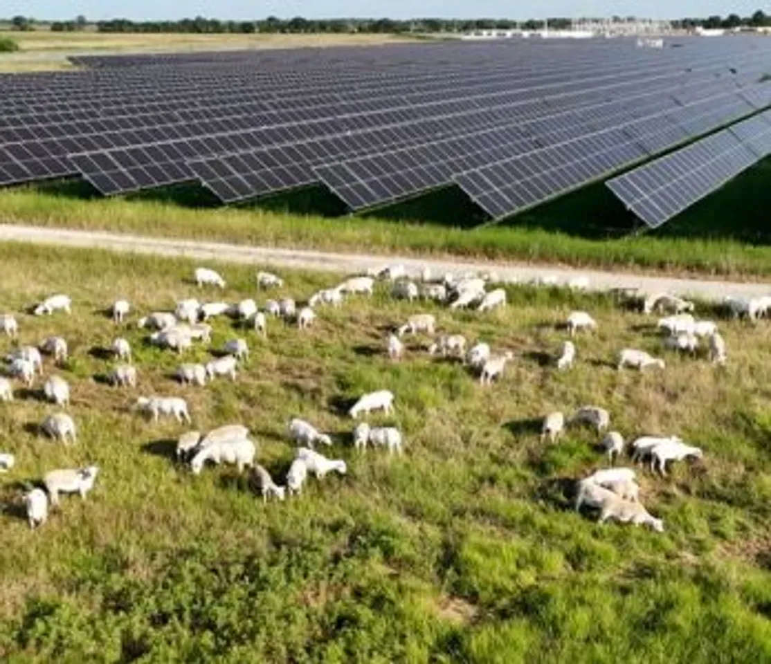 Enel Partners with Texas Solar Sheep for large-scale solar grazing initiative