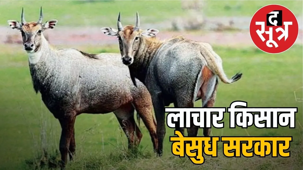 neelgai-crisis