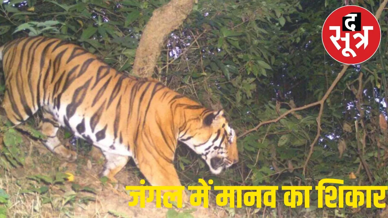 Raisen News : बाघ के हमले से ग्रामीण की मौत, एक पैर और सिर खाया